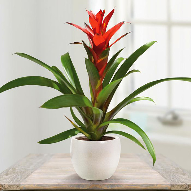 Trồng cây nào giúp mang lại sự giàu có, sung túc cho 12 con giáp?-2