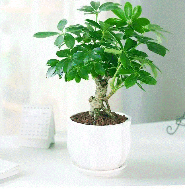 Trồng cây nào giúp mang lại sự giàu có, sung túc cho 12 con giáp?-3