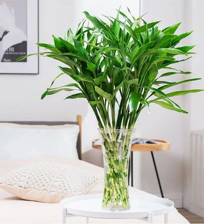 Trồng cây nào giúp mang lại sự giàu có, sung túc cho 12 con giáp?-4