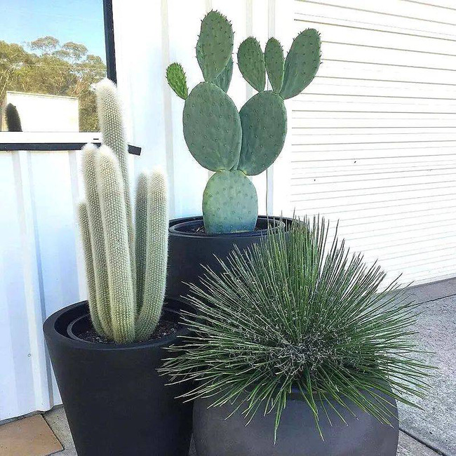 Trồng cây nào giúp mang lại sự giàu có, sung túc cho 12 con giáp?-5