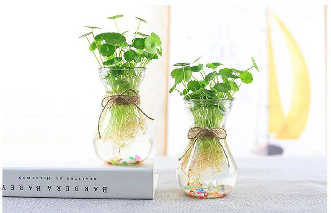 Trồng cây nào giúp mang lại sự giàu có, sung túc cho 12 con giáp?-6