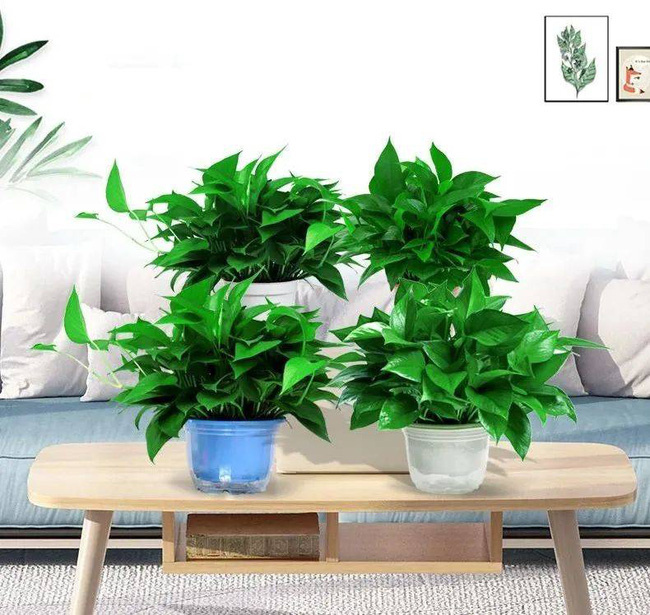 Trồng cây nào giúp mang lại sự giàu có, sung túc cho 12 con giáp?-7