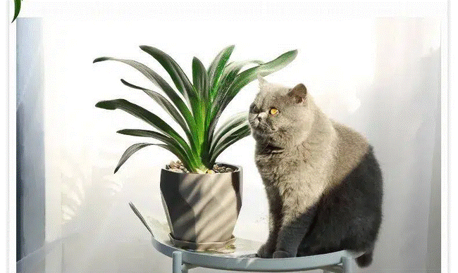 Trồng cây nào giúp mang lại sự giàu có, sung túc cho 12 con giáp?-8