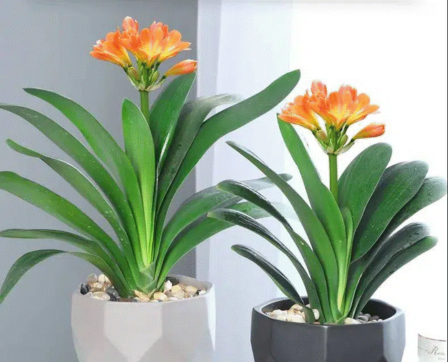 Trồng cây nào giúp mang lại sự giàu có, sung túc cho 12 con giáp?-9