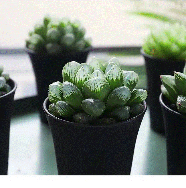 Trồng cây nào giúp mang lại sự giàu có, sung túc cho 12 con giáp?-11