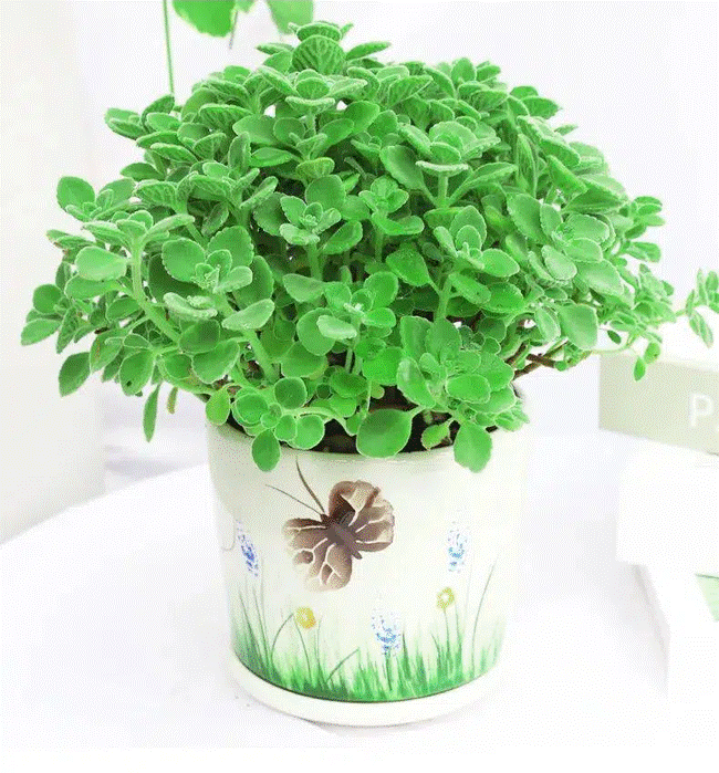 Trồng cây nào giúp mang lại sự giàu có, sung túc cho 12 con giáp?-12