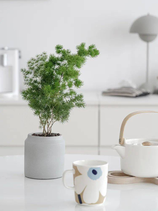 Trồng cây nào giúp mang lại sự giàu có, sung túc cho 12 con giáp?-10