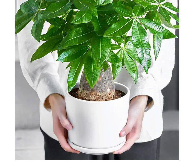 Trồng cây nào giúp mang lại sự giàu có, sung túc cho 12 con giáp?-13