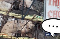 Hình ảnh khiến MXH Việt 'dậy sóng': Chó mẹ cho đàn con bú trước khi bị đưa vào lò mổ