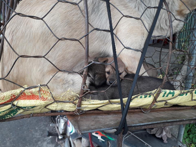 Hình ảnh khiến MXH Việt dậy sóng: Chó mẹ cho đàn con bú trước khi bị đưa vào lò mổ-3