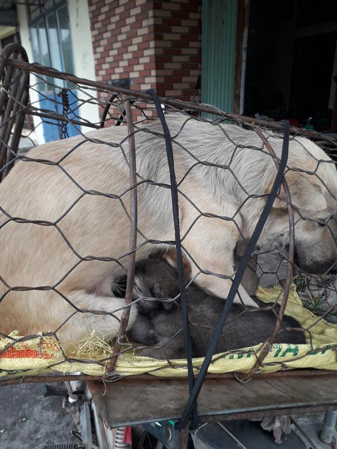 Hình ảnh khiến MXH Việt dậy sóng: Chó mẹ cho đàn con bú trước khi bị đưa vào lò mổ-5