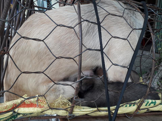 Hình ảnh khiến MXH Việt dậy sóng: Chó mẹ cho đàn con bú trước khi bị đưa vào lò mổ-2