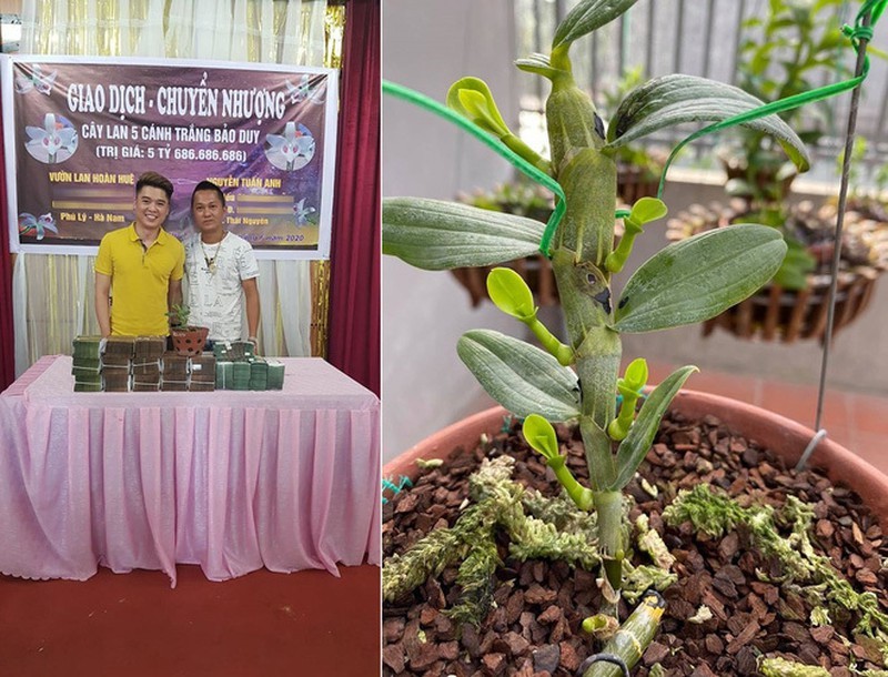 Thương vụ lan đột biến 200 tỷ đồng chấn động dân chơi đất Việt-7