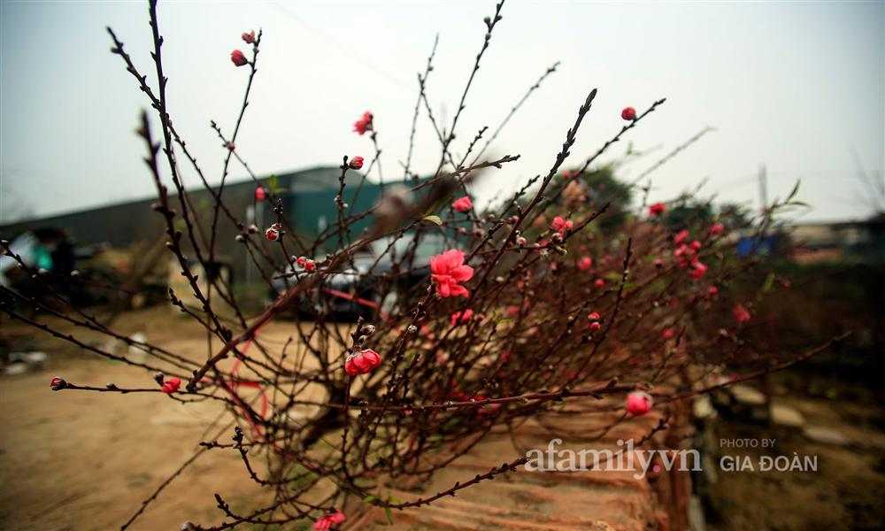 Đào được mùa cắt tới đâu bán hết tới đó, người dân Nhật Tân phấn khởi vì Tết năm nay bánh chưng có thịt!-2