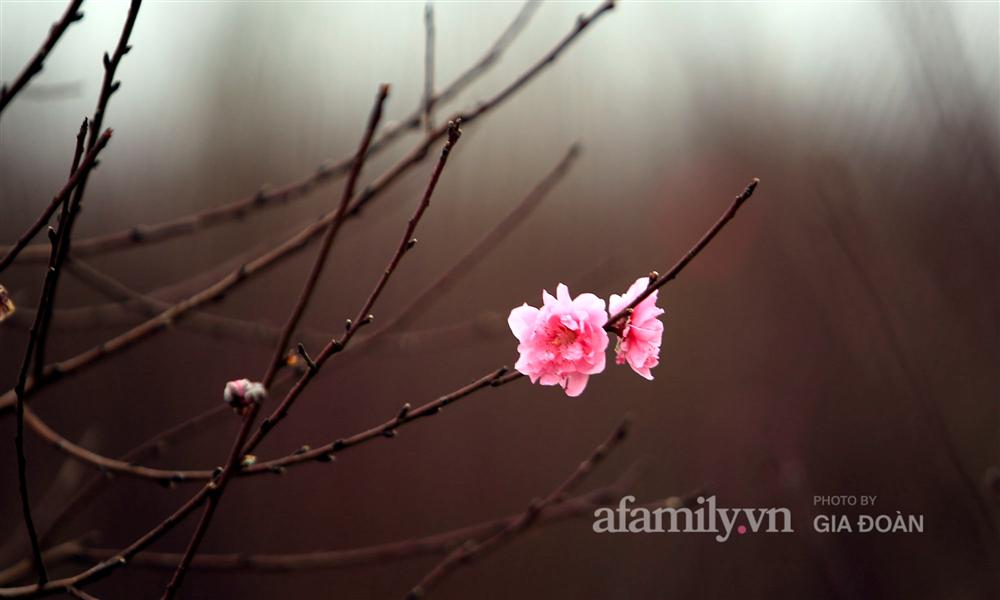 Đào được mùa cắt tới đâu bán hết tới đó, người dân Nhật Tân phấn khởi vì Tết năm nay bánh chưng có thịt!-7