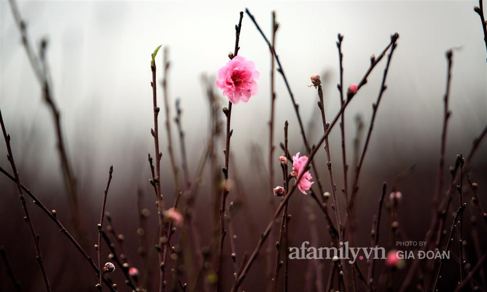 Đào được mùa cắt tới đâu bán hết tới đó, người dân Nhật Tân phấn khởi vì Tết năm nay bánh chưng có thịt!-8