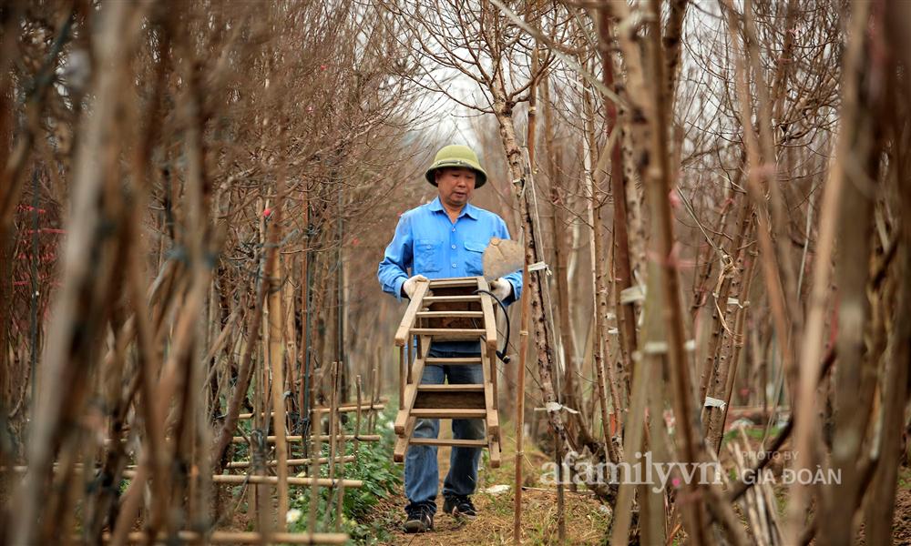 Đào được mùa cắt tới đâu bán hết tới đó, người dân Nhật Tân phấn khởi vì Tết năm nay bánh chưng có thịt!-9
