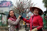 Giới nhà giàu Việt đốt hàng chục triệu đồng mua đào đông đỏ chơi Tết-4