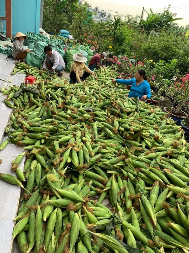 Vợ chồng trẻ Hà Nội vào Sài Gòn mở vựa buôn ngô, thu 30 triệu/tháng-1