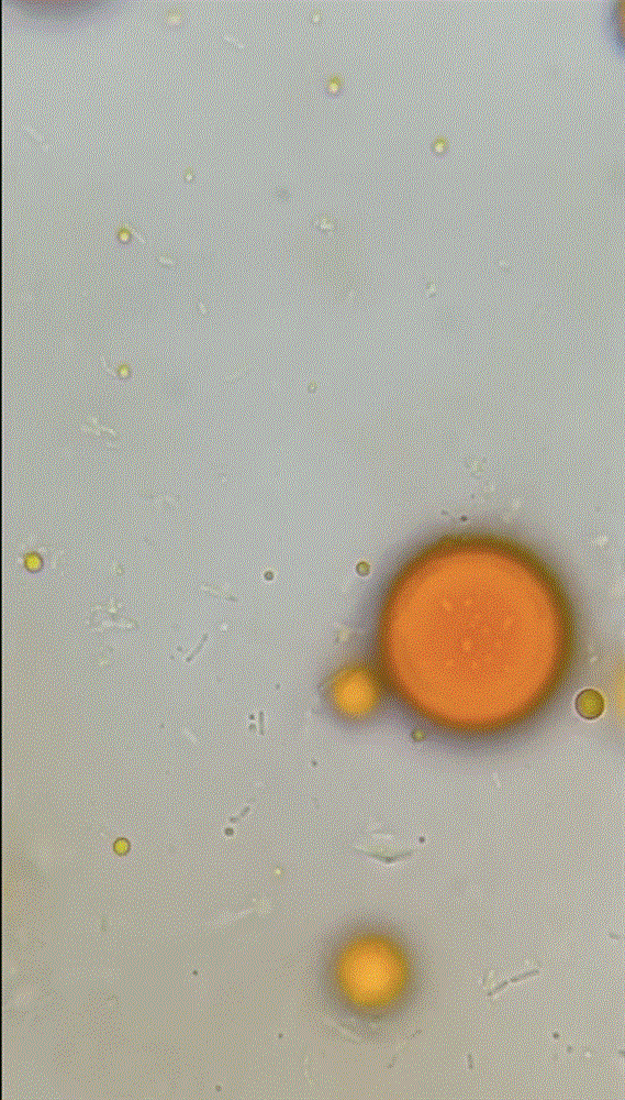 SỰ THẬT về tương ớt vỉa hè khi được soi dưới kính hiển vi: Chứa cả xác động vật, vô vàn vi khuẩn bơi tưng bừng khiến người xem hú hồn hú vía!-3