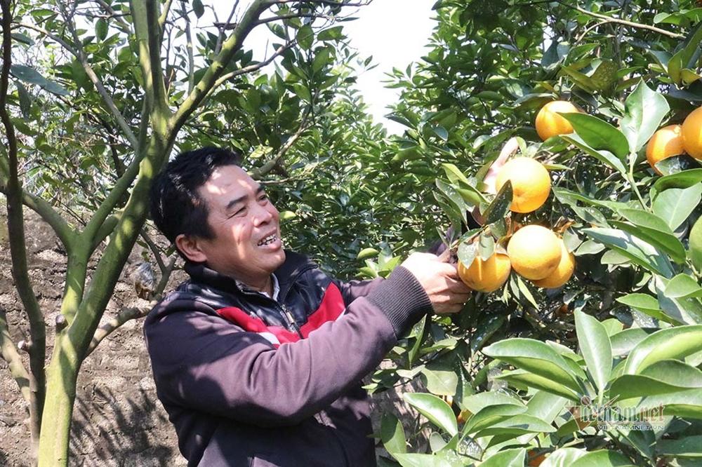 Hàng độc thưởng Tết của xứ Nghệ, rượu quê ngâm cam tiến vua-2