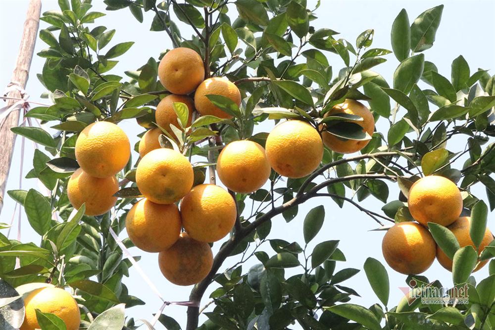 Hàng độc thưởng Tết của xứ Nghệ, rượu quê ngâm cam tiến vua-7