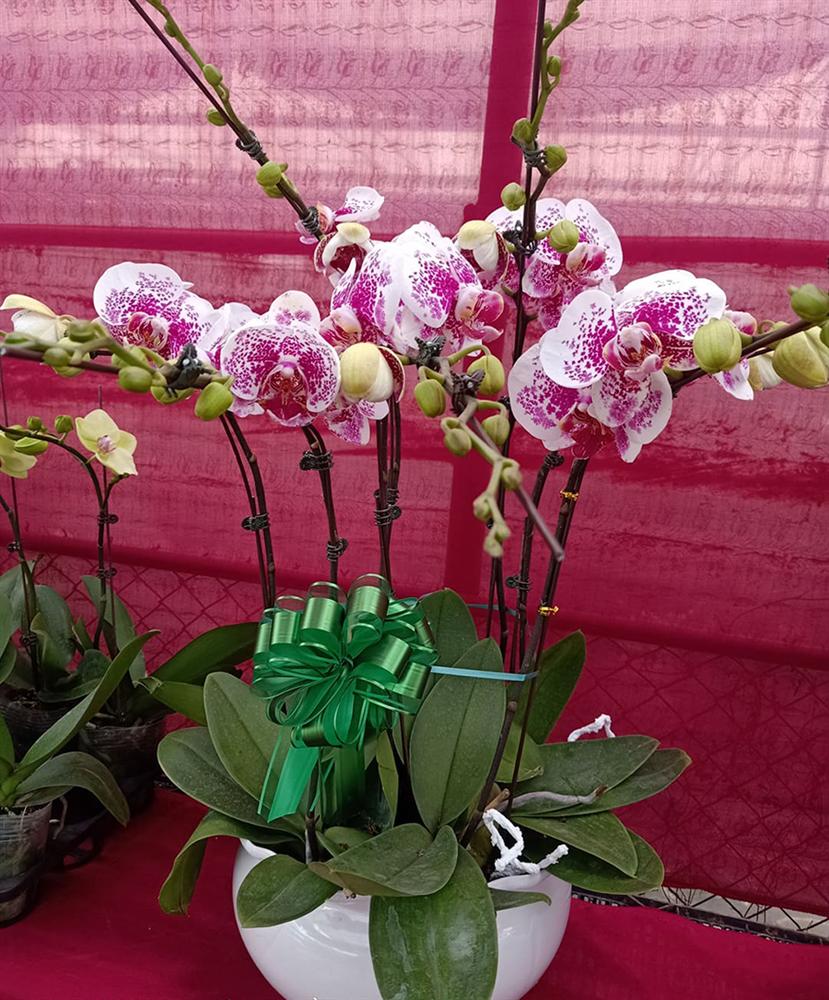 Đến hẹn lại lên, hai chàng kỹ sư đút túi hơn 100 triệu ăn Tết-6