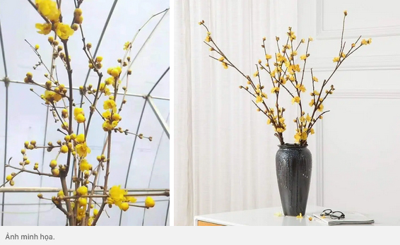 Cập nhật nhanh giá 6 loại hoa ngoại đang mở bán online ầm ầm trên thị trường cho chị em ước lượng mua về cắm chơi Tết-5