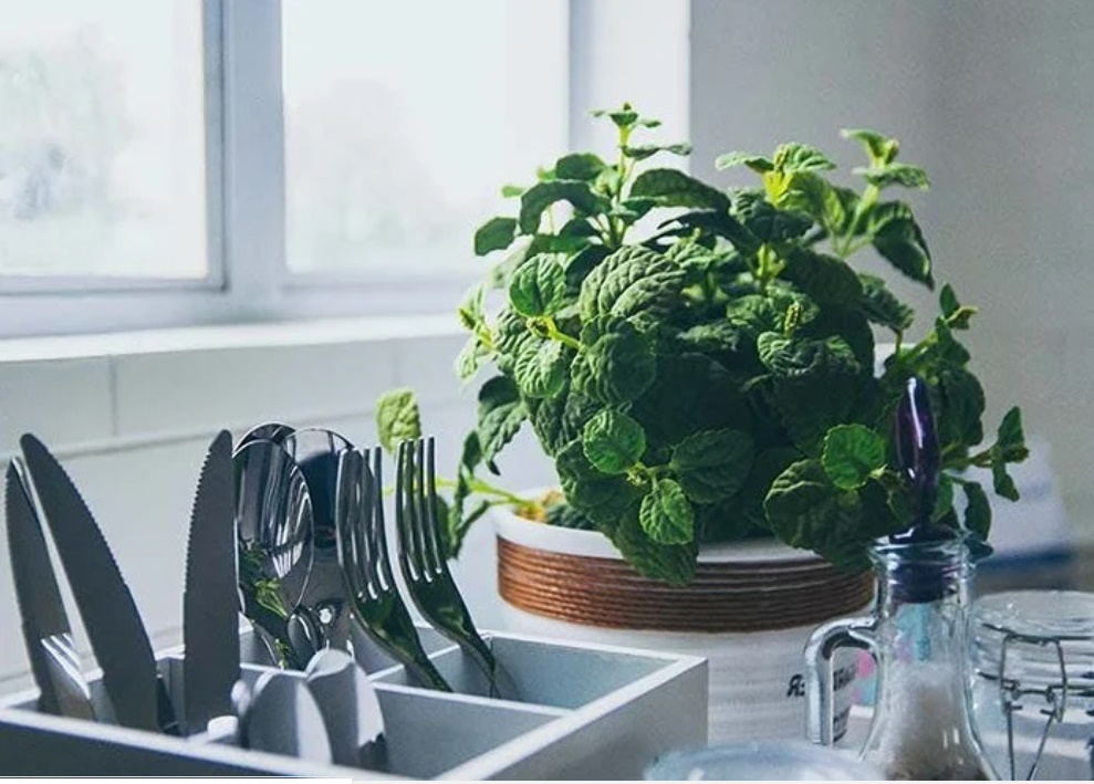Cuối năm đặt cây phong thủy vào bếp mở cửa kho vàng” trong nhà, sang năm gia chủ làm gì cũng giàu nứt vách-1