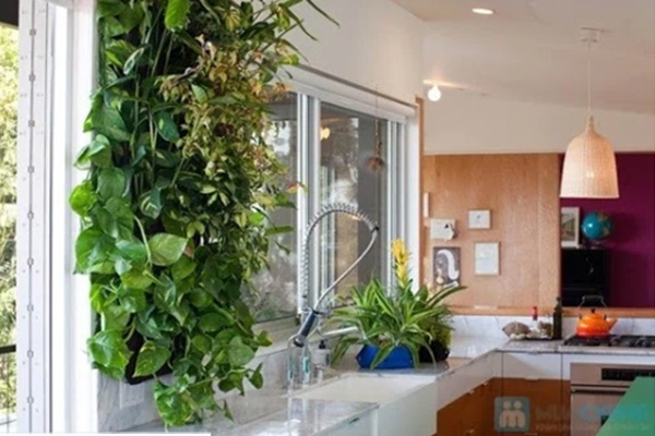 Trồng cây gì trước nhà cho hợp phong thủy, đem may mắn, tài lộc đến cho gia chủ?-3