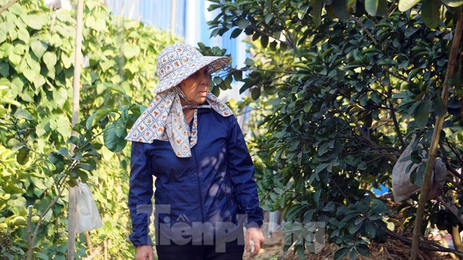 Bưởi khổng lồ ở Hải Phòng cháy hàng ngày cận Tết-2