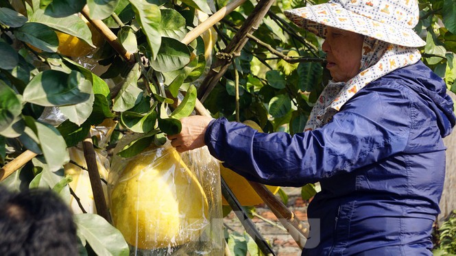 Bưởi khổng lồ ở Hải Phòng cháy hàng ngày cận Tết-3