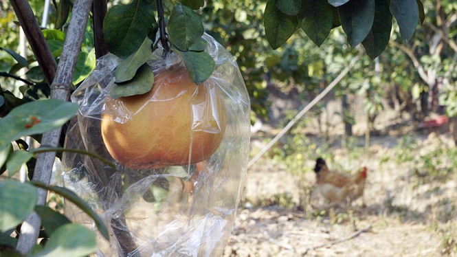 Bưởi khổng lồ ở Hải Phòng cháy hàng ngày cận Tết-4