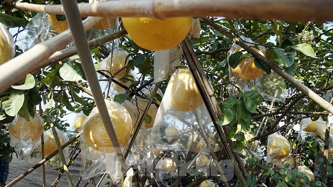 Bưởi khổng lồ ở Hải Phòng cháy hàng ngày cận Tết-5