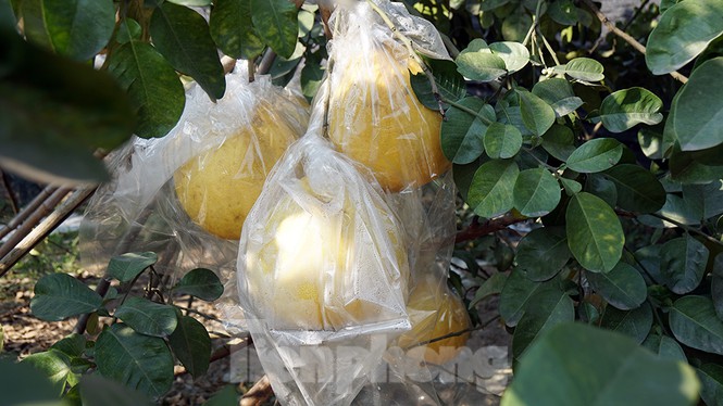 Bưởi khổng lồ ở Hải Phòng cháy hàng ngày cận Tết-6