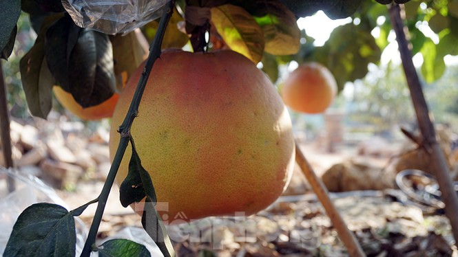 Bưởi khổng lồ ở Hải Phòng cháy hàng ngày cận Tết-7