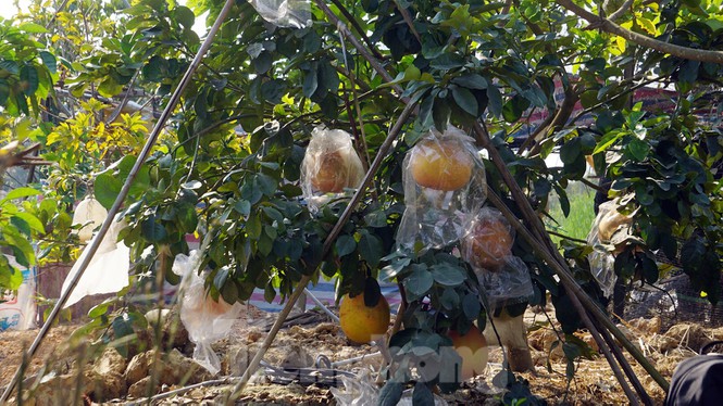 Bưởi khổng lồ ở Hải Phòng cháy hàng ngày cận Tết-1