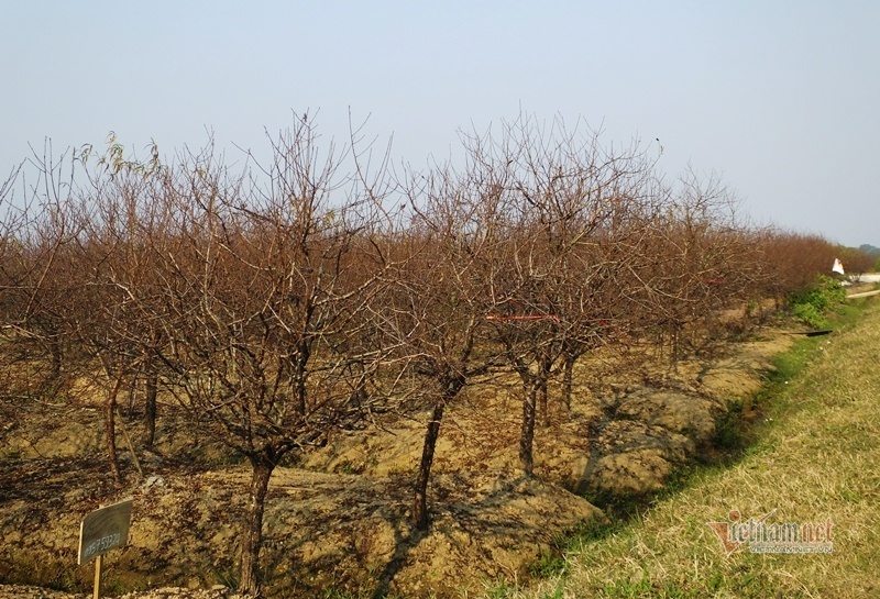 Cấm chặt đào rừng, thương lái đổ xô đặt cọc đào phai xứ Thanh-2