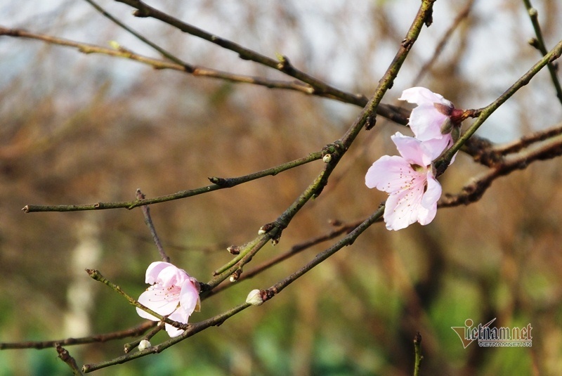 Cấm chặt đào rừng, thương lái đổ xô đặt cọc đào phai xứ Thanh-10