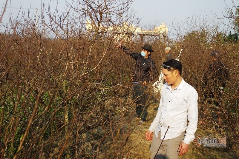 Cấm chặt đào rừng, thương lái đổ xô đặt cọc đào phai xứ Thanh-11