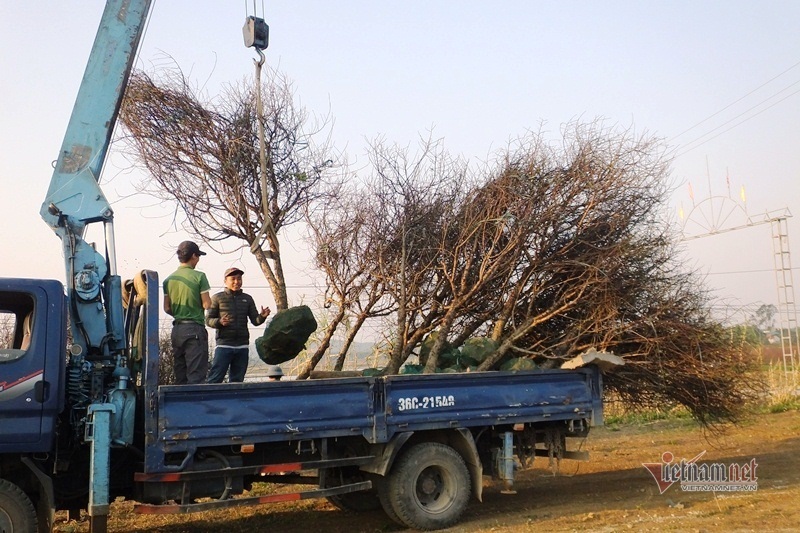 Cấm chặt đào rừng, thương lái đổ xô đặt cọc đào phai xứ Thanh-12