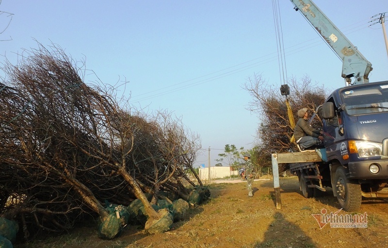 Cấm chặt đào rừng, thương lái đổ xô đặt cọc đào phai xứ Thanh-13