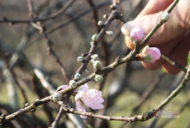 Cấm chặt đào rừng, thương lái đổ xô đặt cọc đào phai xứ Thanh-4