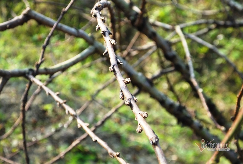 Cấm chặt đào rừng, thương lái đổ xô đặt cọc đào phai xứ Thanh-5