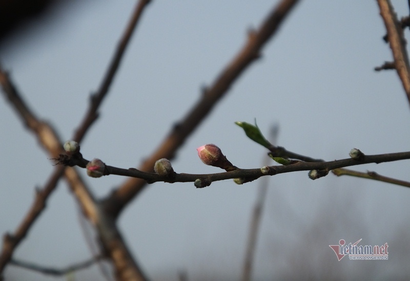 Cấm chặt đào rừng, thương lái đổ xô đặt cọc đào phai xứ Thanh-6