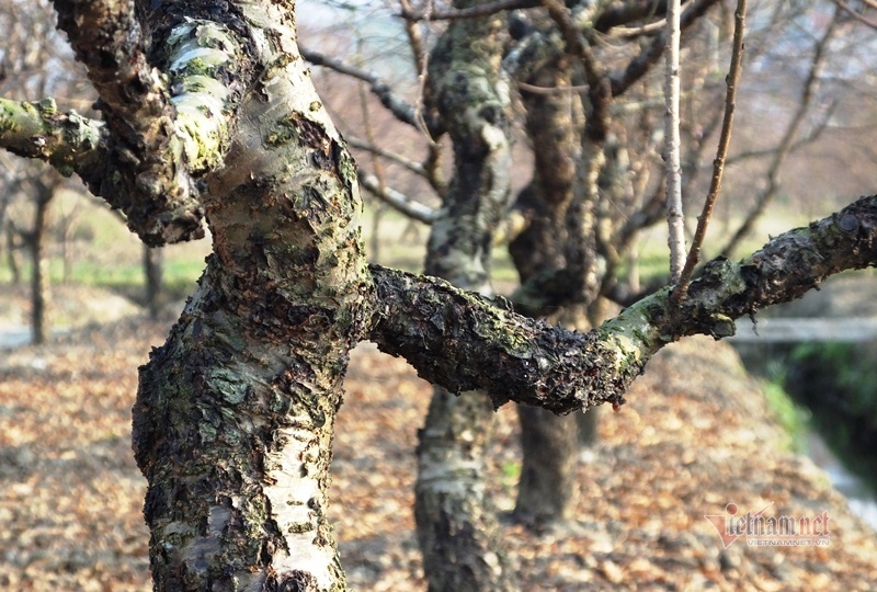 Cấm chặt đào rừng, thương lái đổ xô đặt cọc đào phai xứ Thanh-7