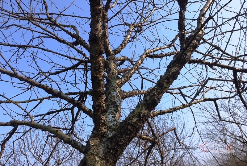 Cấm chặt đào rừng, thương lái đổ xô đặt cọc đào phai xứ Thanh-9