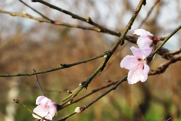 Hà Nội: Những cành đào rừng Sơn La được dán tem đầu tiên rủng rỉnh” xuống phố chờ khách mua về chơi Tết-22