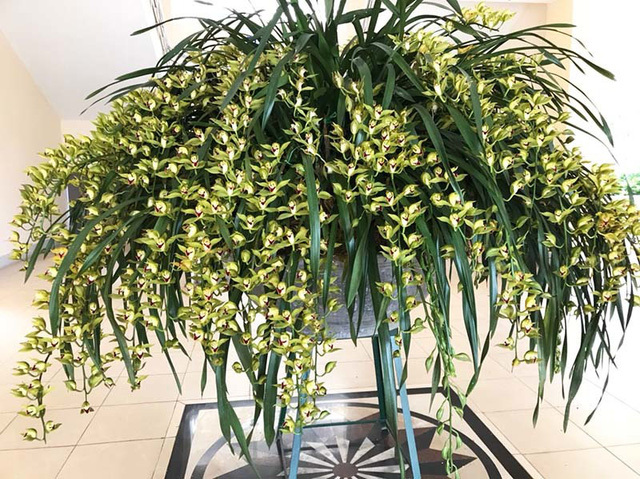 3 loại hoa lan đắt xắt ra miếng những nhà có tiền hay chọn mua dịp Tết-1