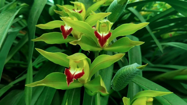 3 loại hoa lan đắt xắt ra miếng những nhà có tiền hay chọn mua dịp Tết-2